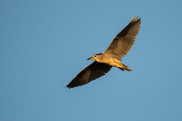 Black-crowned Night-Heron / Nycticorax nycticorax