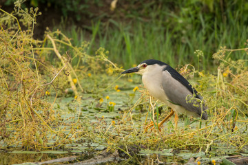 Black-crowned Night-Heron / Nycticorax nycticorax