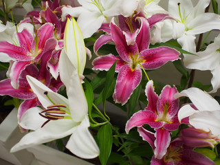 Close up, beautiful white and purple lilies, many flowers in the garden. for nature background