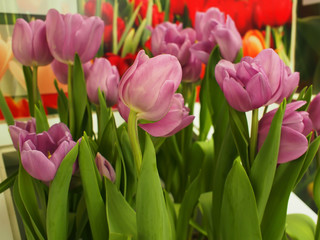 Close up, purple tulips are beautiful and placed in a flower shop.
