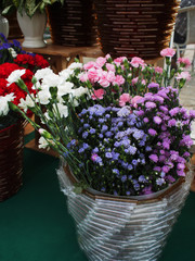 Chrysanthemums and carnations, many beautiful colors are placed in pots ornamental. At large in the flower shop.