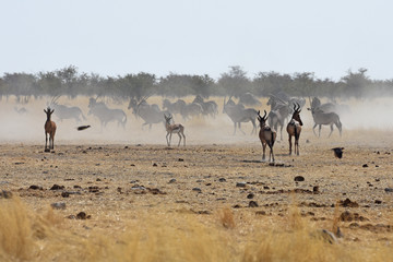 Antilopen (rote Kuhantilope, Springbock, Oryx) flüchten vor einem angreifenden Löwen im Etosha Nationalpark in Namibia