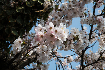 桜
