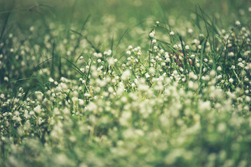Cute puppies dog running in the meadow.