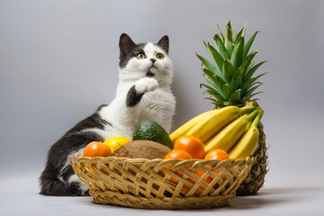 black and white fat cat raised a paw over a basket of tropical f
