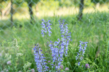 Obraz premium Blauer Wiesensalbei vor unscharfem Hintergrund