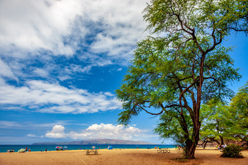 Fototapeta na wymiar beach with tree and clouds