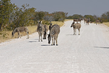Steppenzebras überqueren die Straße im Etosha Nationalpark in Namibia