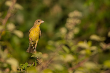 Black-headed Bunting / Granativora melanocephala