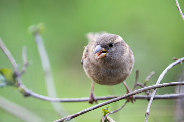 sparrow on branch