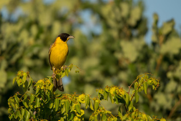 Black-headed Bunting / Granativora melanocephala