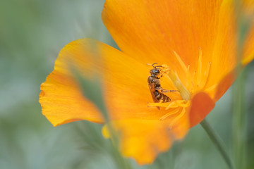 Small bee on an orange poppy