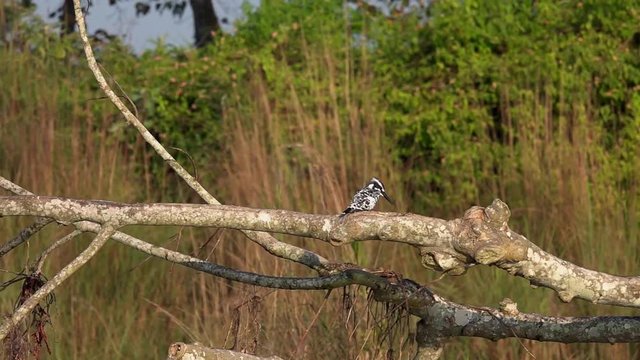 Pied Kingfisher Bird (Ceryle rudis) Sitting on Tree Branch