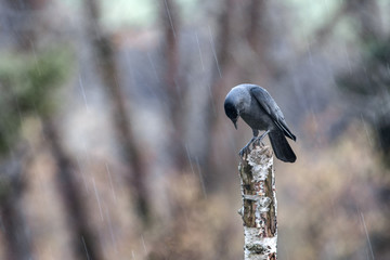 sad crow in the rain