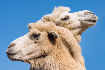 two camels or dromedaries