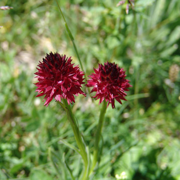 Nigritella nigra (orchidea spontanea)
