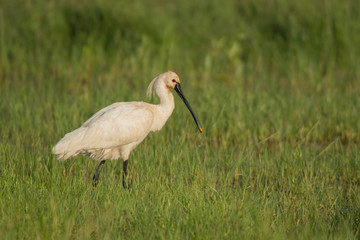 Spoonbill / Platalea leucorodia