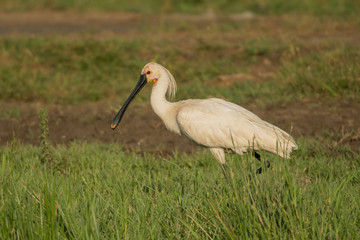 Spoonbill / Platalea leucorodia
