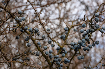 Many blue blackthorn Prunus spinosa or sloe berries on the old branch on the nice bokeh. Selective focus. A wonderful concept of a natural background for design.