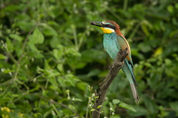 European Bee-eater on a branch  / Merops apiaster