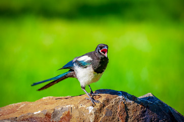 Black-billed Magpie facing forward