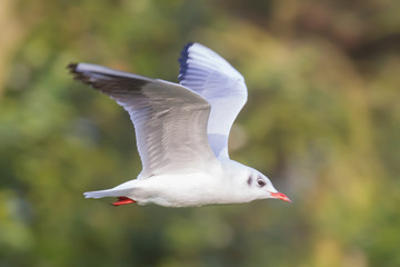 gull flying over lake side view