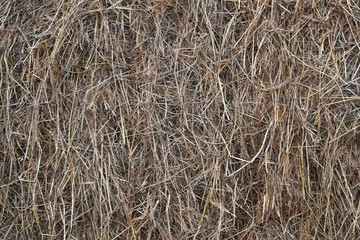 brown dry straw for background