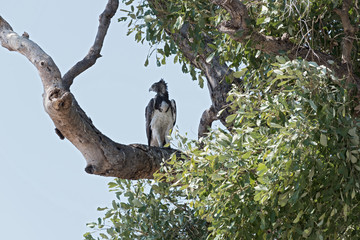 Martial Eagle sitting on a branch in Chobe National Park, Botswana 2