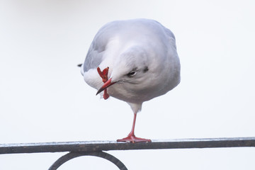 gull preening on one leg