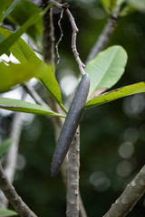 Frangipani seed pod