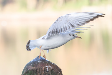 seagull taking off from post