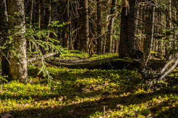 sunlight on moss in coniferous forest