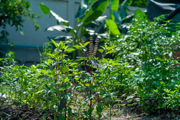 Closeup organic basil tree growing at the backyard of house. Chemical free vegetable plantation in the backyard.
