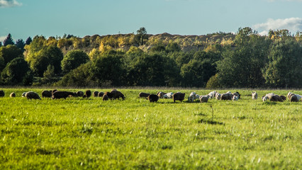 Curious lambs on meadow on the field