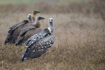 Vautours au sol