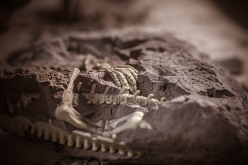 Dinosaur fossils, Jurassic era, Paleontological excavations © Ruben