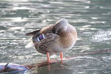 female mallard perched on submerged branch in lake