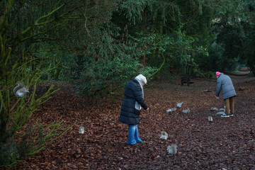 people feeding squirrels and pigeons in park