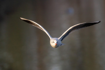 seagull flying over hartsholme lake