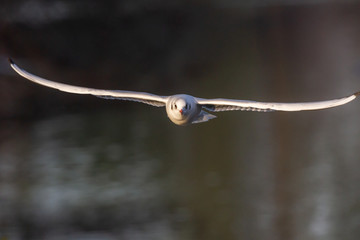 seagull gliding over lake