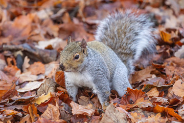 grey squirrel in autumn leaves hiding nuts