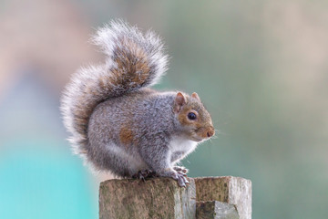 grey squirrel perched on post