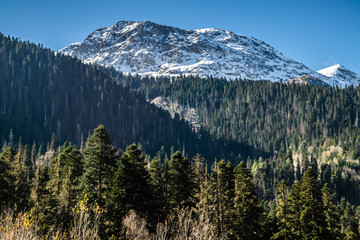 high snow covered mountain range and coniferous forest at autumn day, Caucasus mountains