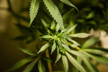 Naklejka na ściany i meble CannabisPlant
