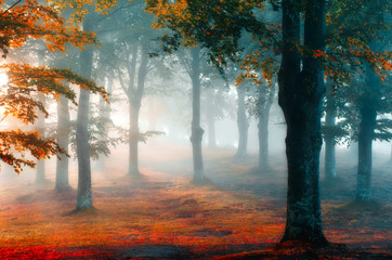 mágico amanecer en el bosque vasco con niebla © Joaquin