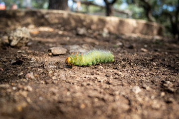 Caterpillar