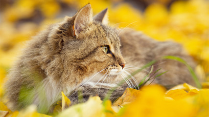 portrait of a beautiful fluffy cat lying on the fallen yellow foliage, playful pet walking on nature in the autumn