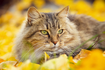 portrait of a beautiful fluffy cat lying on the fallen yellow foliage, playful pet walking on nature in the autumn