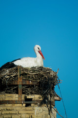 Landscape of a stork in its nest on a roof