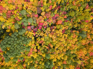 Aerial view from above on the colorful trees during fall season. Taken near Belledune, New...